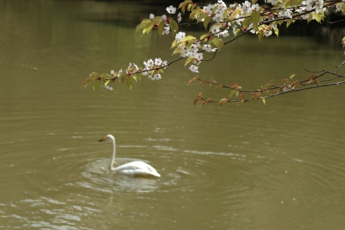 サクラと白鳥。