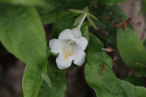 ウゴツクバネウツギ。